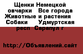 Щенки Немецкой овчарки - Все города Животные и растения » Собаки   . Удмуртская респ.,Сарапул г.